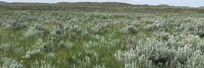 Sagebrush and native grasses of a goal plant community of Grasslands National Park. 