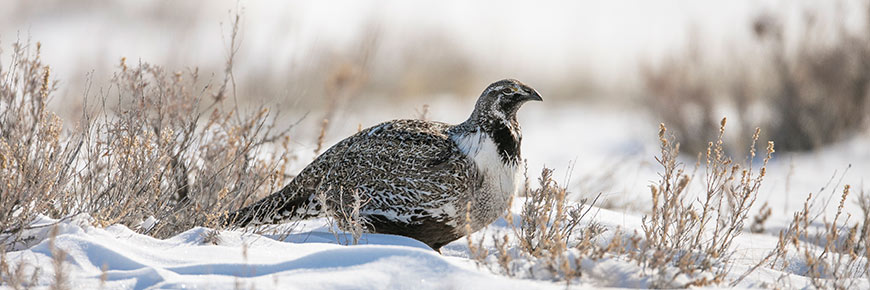 Tétras des armoises mâle au début du printemps dans le parc national des Prairies