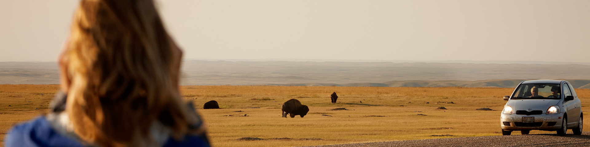 Visitors watch the buffalo on the plains.