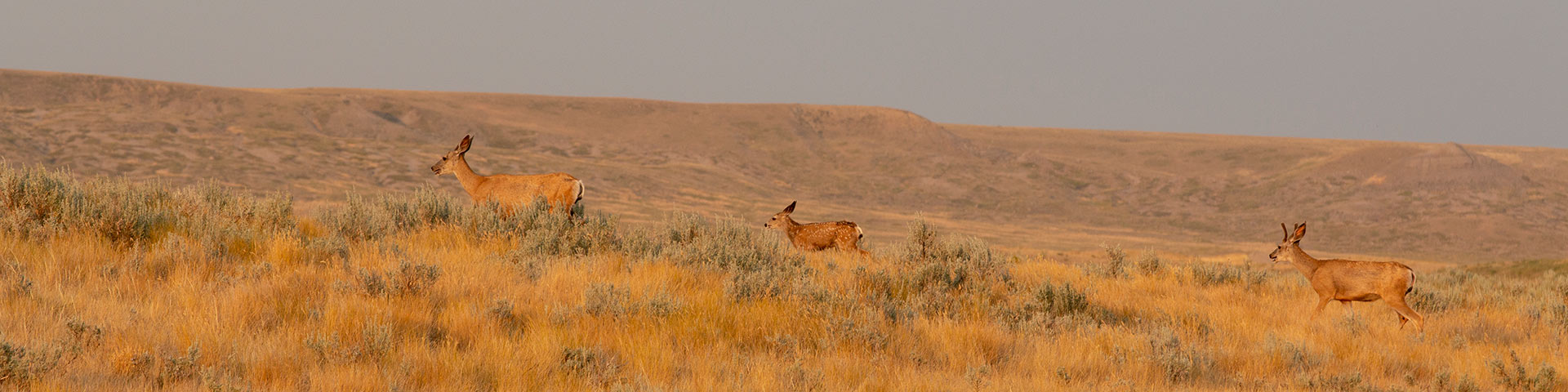 Several deer walking in the long grass in Grasslands National Park