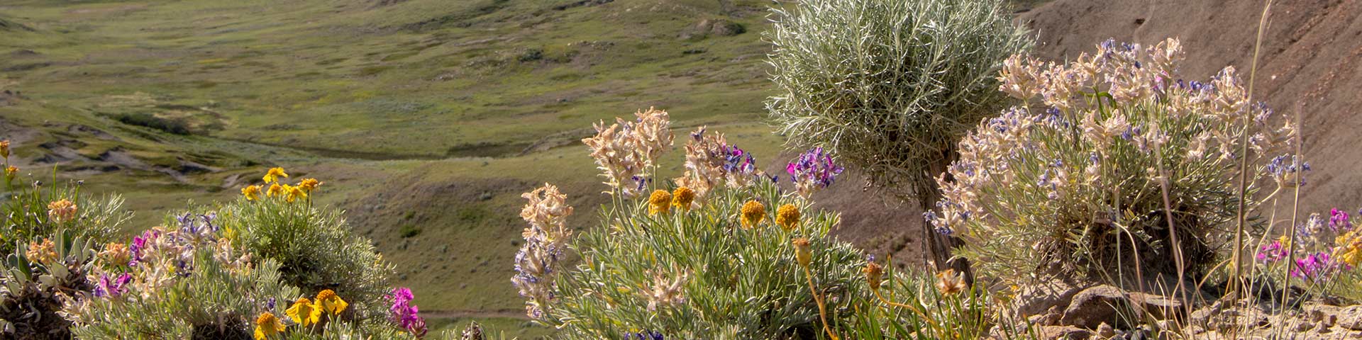 Some of the wildflowers along the 70 mile butte trail in the West Block of Grasslands National Park.