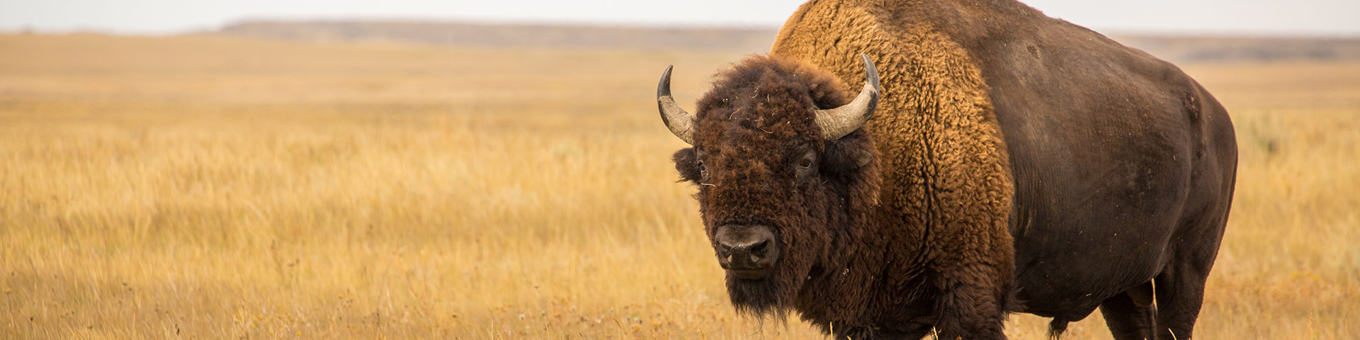 Plains bison in September, in Grasslands National Park.