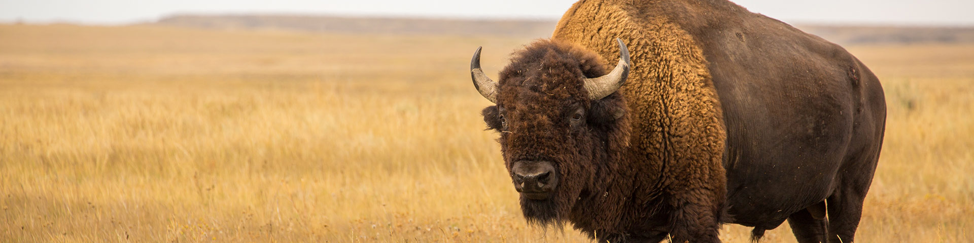 Un bison des plaines en septembre, dans le parc national des Prairies