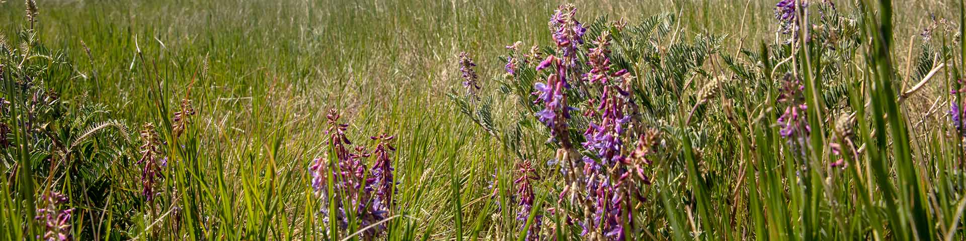 Penstémon en fleurs au mois de juin dans le bloc Ouest du parc national des Prairies