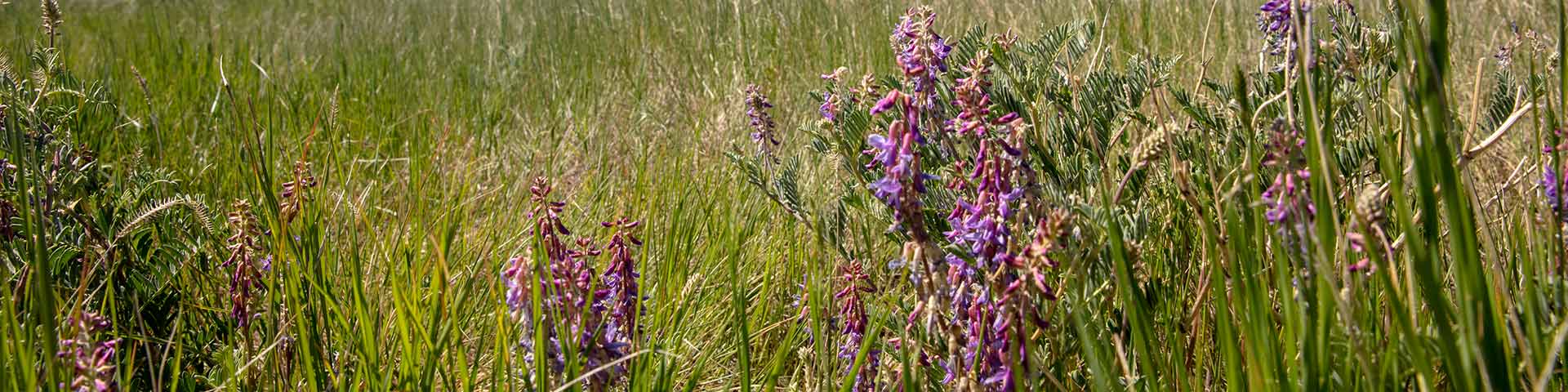 Beardtongue blooming in June in the West Block of Grasslands National Park.