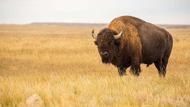 Un bison des plaines en septembre, dans le parc national des Prairies