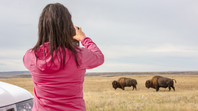 Plains bison in September, in Grasslands National Park.