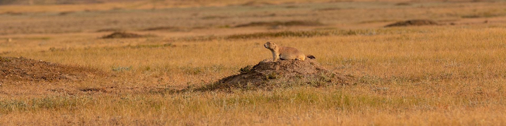 A black tailed prairie dog sitting on top of a burrow in a prairie dog town, West Block of Grasslands National Park.