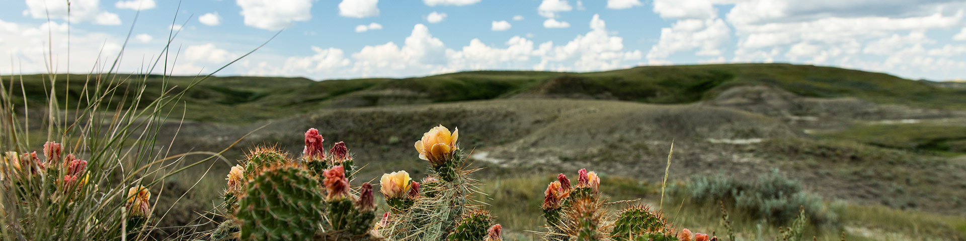 Opuntia polycantha