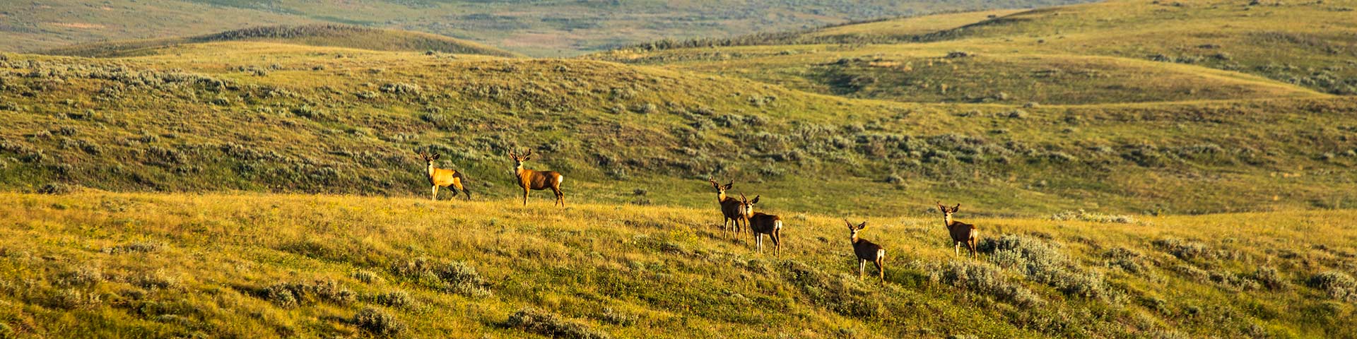 deer in a field