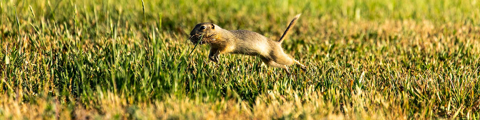 Richardson's ground squirrels observed by the East Block campground. 