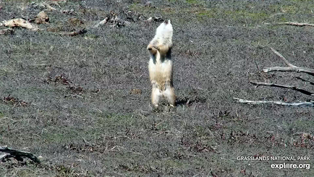A black-tailed prairie dog yipping in the air as a way of communicating to other nearby prairie dogs. Image captured on the explore.org web camera in Grasslands National Park