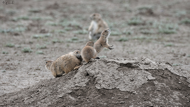 Prairie dog pups and a parent on the edge of a burrow in Grasslands National Park. Image by S. Liccioli