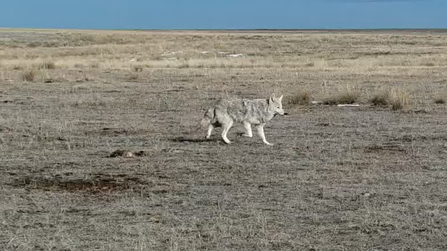 A coyote walking through a black-tailed prairie dog colony. 
