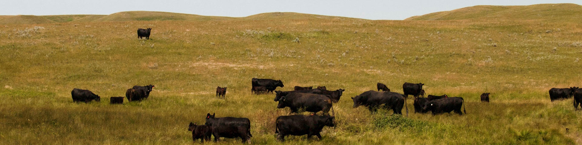 Black cattle grazing in a field in Grasslands National Park. 