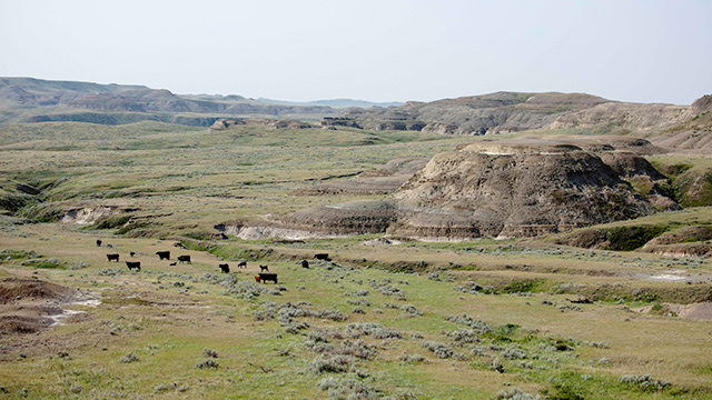 Black cattle grazing in a valley in the east block of Grasslands National Park. 