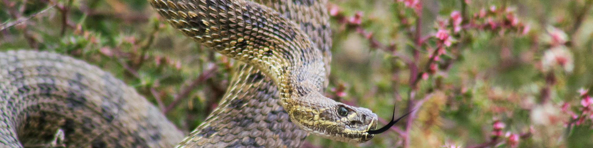 Prairie Rattlesnake in Grasslands National Park.