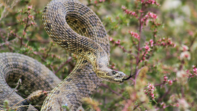 Crotale des Prairies au parc national des Prairies.