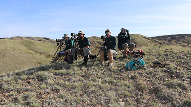 Four parks Canada staff look through spotting scopes and binoculars during Burrowing Owl monitoring at Grasslands National Park. 