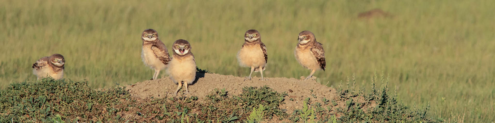 Cinq chevêches des terriers juvéniles se tiennent debout près de l’ouverture d’un terrier dans le parc national des Prairies.