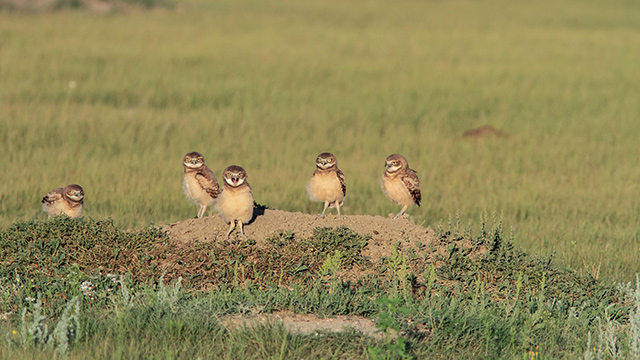 Five Burrowing Owl fledglings standing near burrow opening at Grasslands National Park.