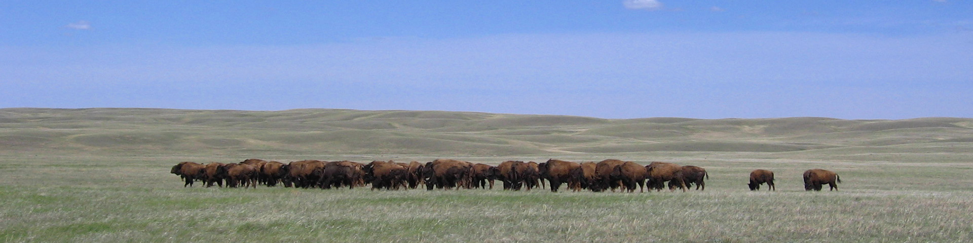 Bisons des plaines dans le parc national des Prairies