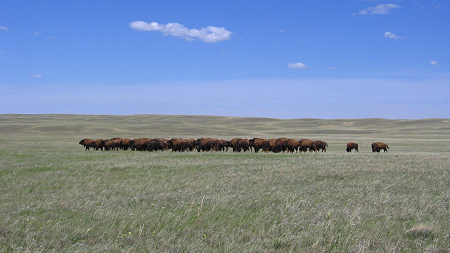 Plains Bison in Grasslands National Park