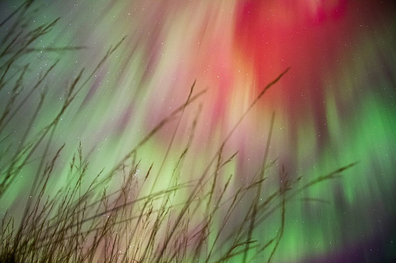 A star filled sky in Grasslands National Park with Aurora Borealis in a bright pink and green starburst pattern with silhouetted prairie grasses in the foreground. 