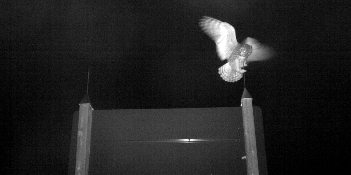 A Great Horned Owl tries unsuccessfully to perch on a park sign.