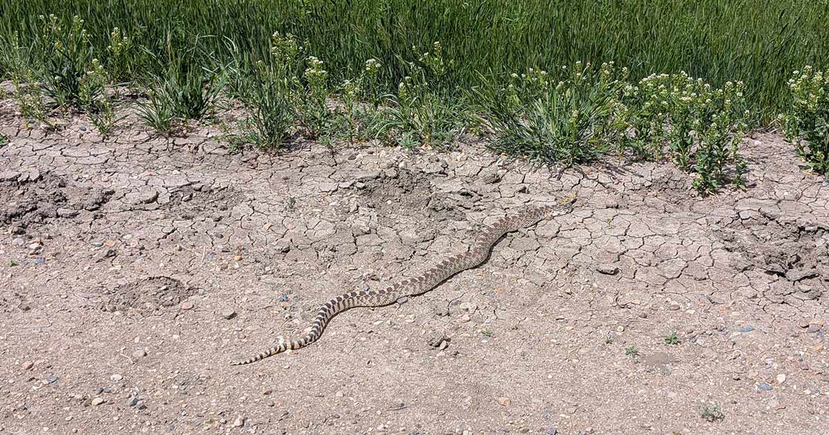Bullsnake on the side of the road
