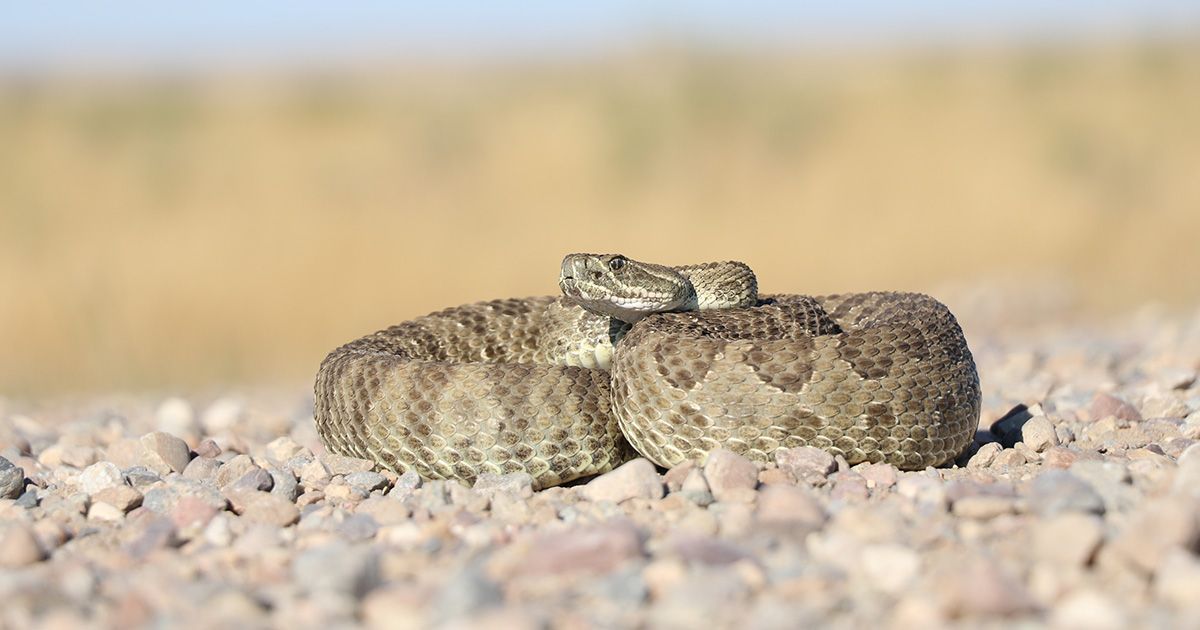 A close-up view of a prairie rattlesnake curled up on a gravel road