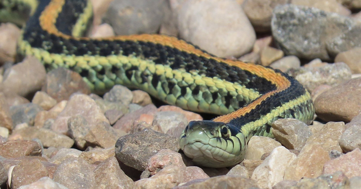 A gartersnake moving through rocks looking towards the camera