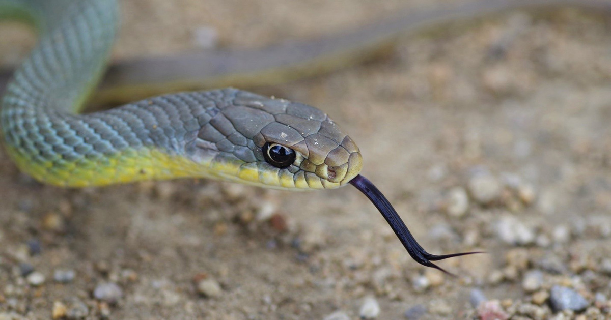 A close view of an eastern yellow-bellied racer with its tongue out