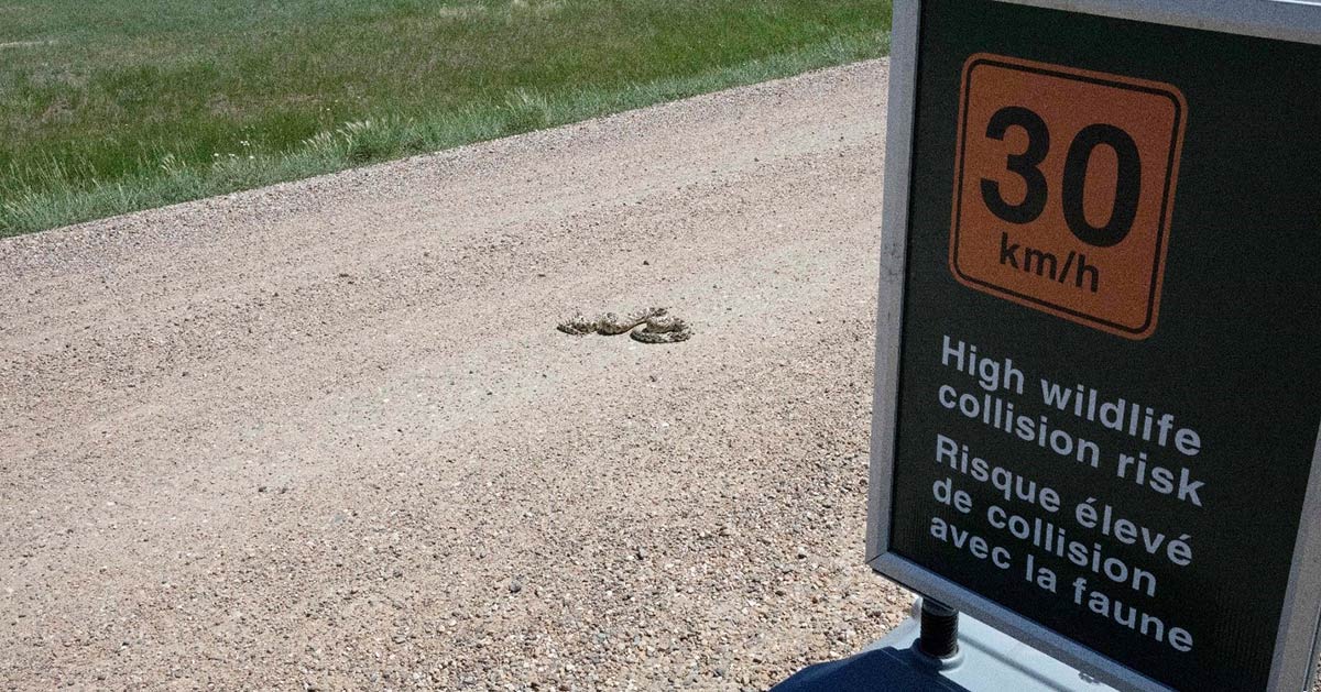 A reduce speed sign to 30km/hr on the side of a road with a snake curled up on the road behind the sign