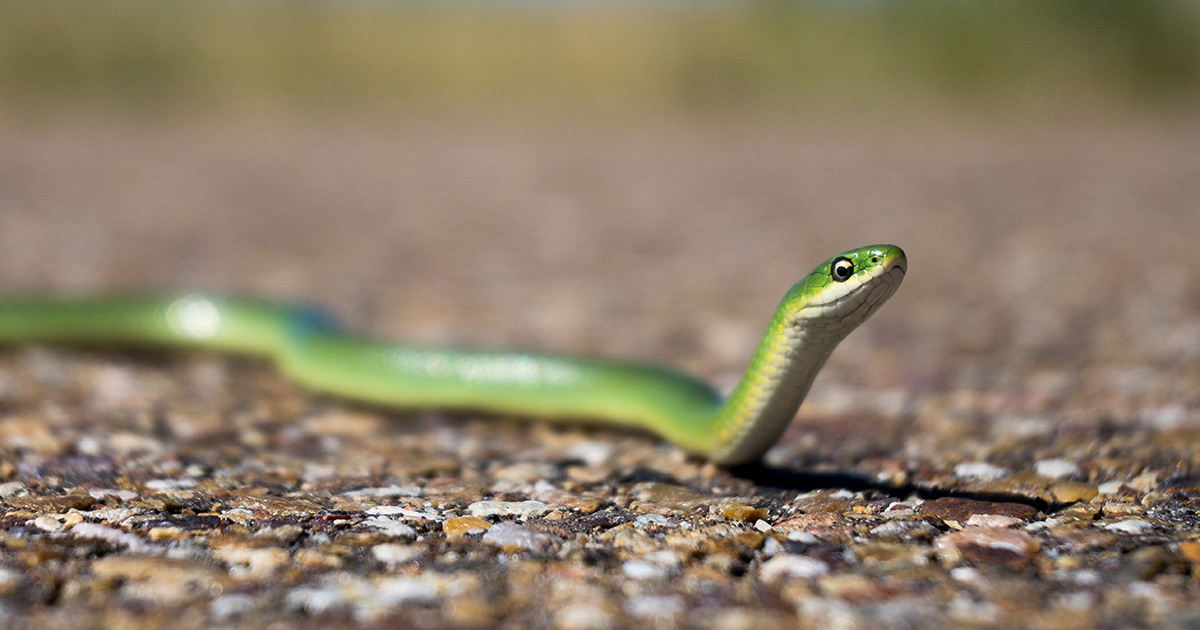 Close up of a green snake on a road in the east block of Grasslands National Park