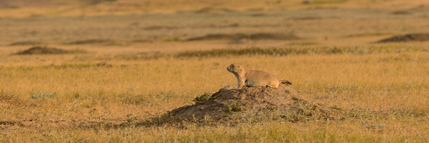 what do you feed a prairie dog