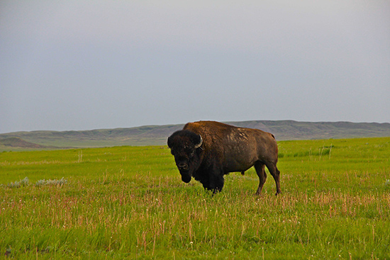 Un bison seul dans les graminées.