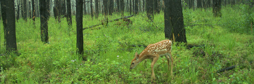 A fawn grazes on regrowth on the Hunter’s Lake Trail. 