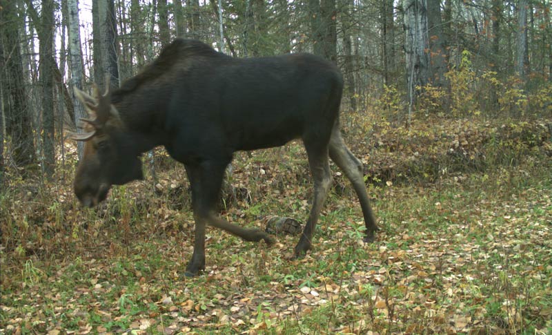 A bull moose on the Hunter’s Lake Trail, October 17, 2019. 