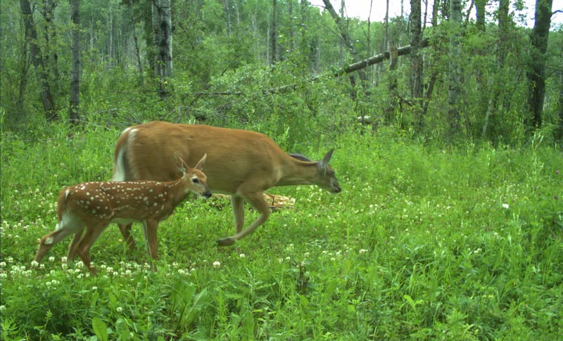 A white-tailed deer and fawn on the Hunter’s Lake Trail, July 16, 2019.