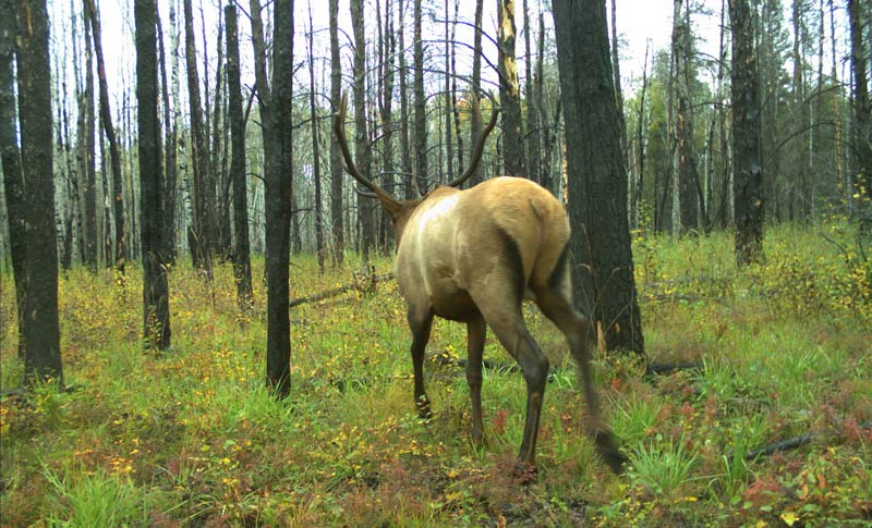 A bull elk on the Hunter’s Lake Trail, September 17, 2019. 