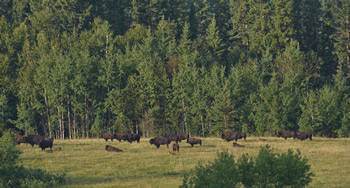 Sturgeon River plains bison