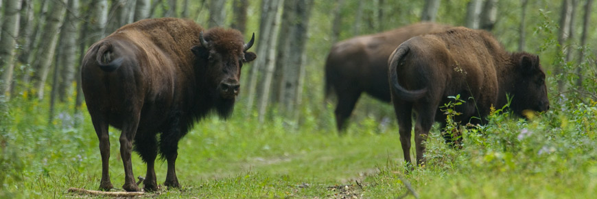 Sturgeon River plains bison