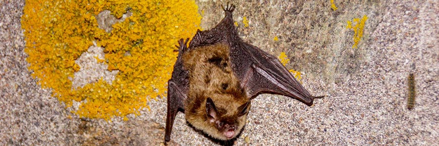A northern long-eared myotis bat 