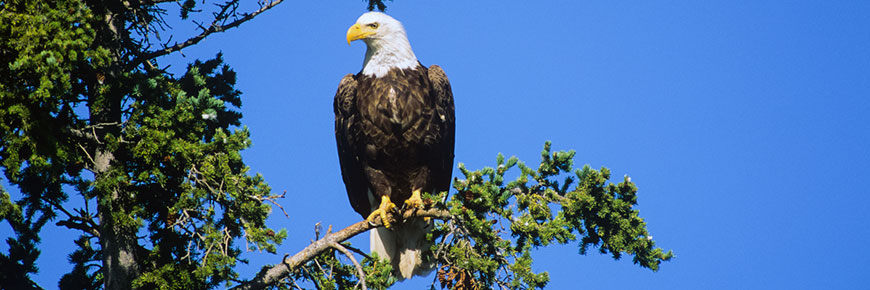 A bald eagle perched on a tree 