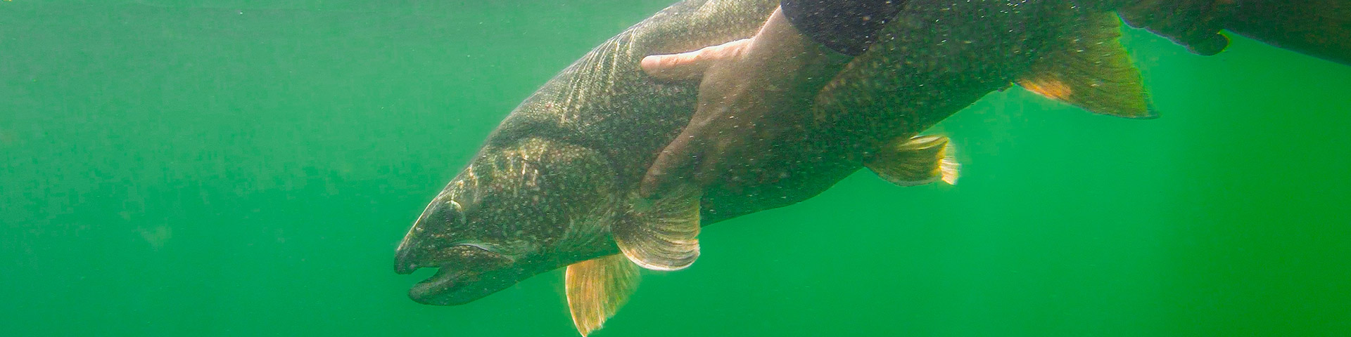 An angler demonstrates good fish handling technique before they release it. The lake trout is submerged and they holding it by its tail while they gently cradle the body.