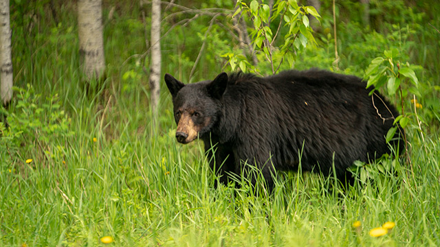 ours noir