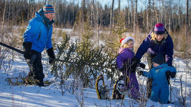 Family looks for the perfect Christmas tree in the Waskesiu townsite fuel break