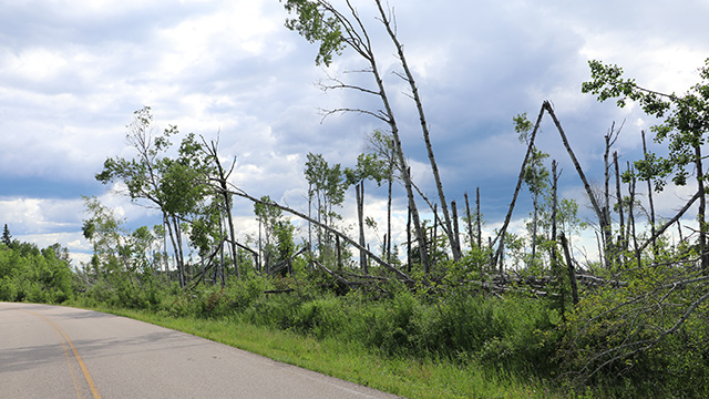 Fallen trees along Highway 263 after a 2022 plough windstorm. 