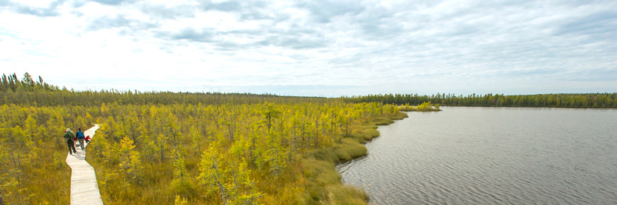 A scenic image of a family walking on a boardwalk through a tamarack forest and bog. 